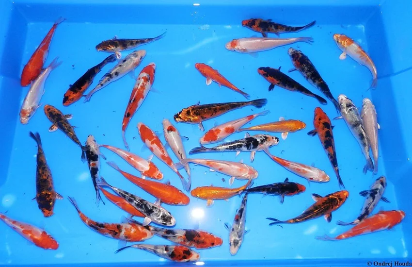 KOI kapr